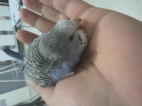1 aylık muhabbet kuşu