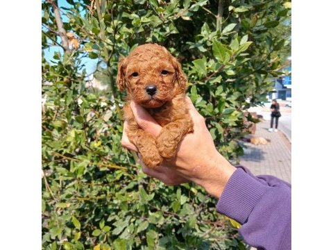 Dikkat köpeğimiz oyuncak değildir