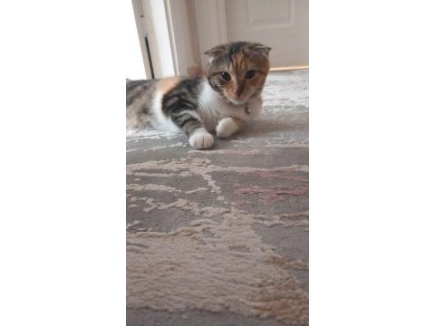 Scottish fold 7 8 aylık kardeşler