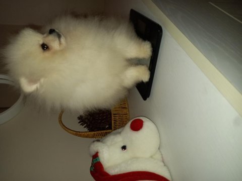 Üst düzey minyatür teacup pomeranian mükemmel kalitede