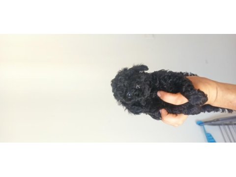 Poodle (black poodle)