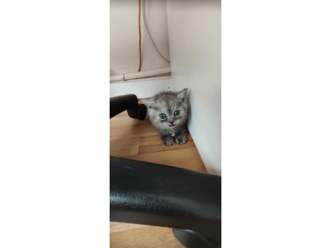British shorthair 2,5 aylık erkek kedimiz