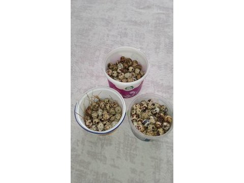 Kuluçkalık bıldırcın yumurtası