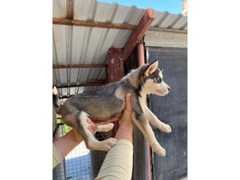 2.5 aylık dişi erkek husky yavrum mevcuttur