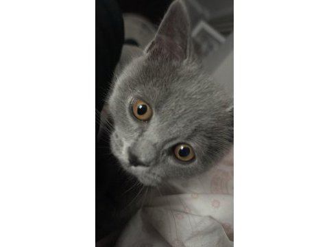 British shorthair erkek 4 aylık