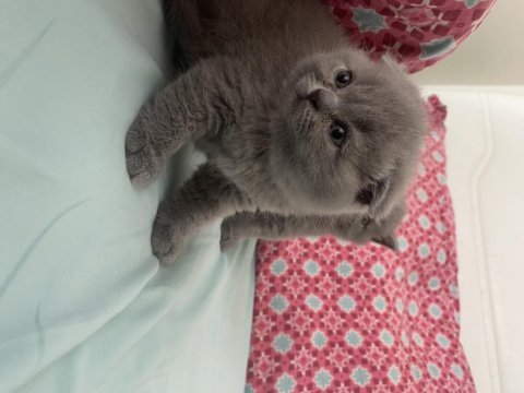 Dişi scottish fold yavru