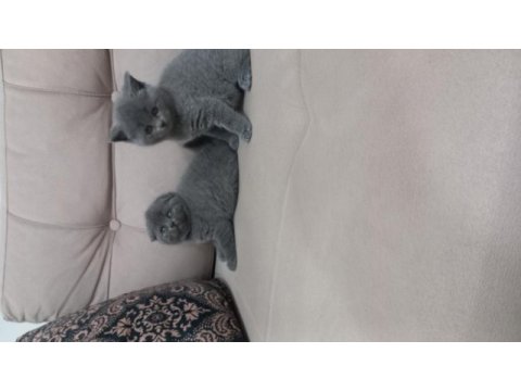 Sütten kesilmiş tuvalet eğitimli yavrular