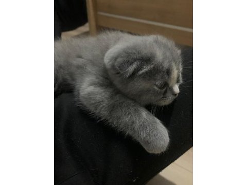 2 aylık yavru kediler ilgilenenler arasın
