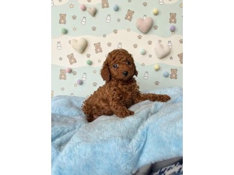 Safkan toy poodle yavrularımız