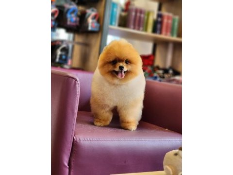 Muhteşem pomeranian boo