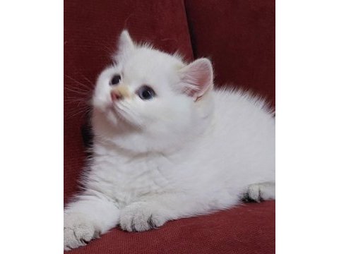 Safkan british shorthair açıklamayı okuyun lütfen