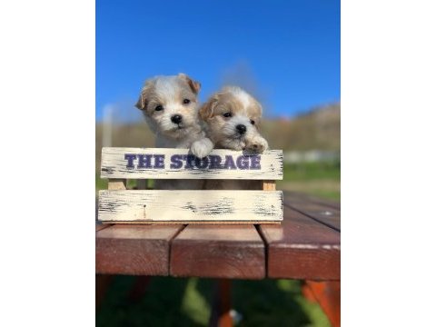 Erkek maltipoo yavrumuz