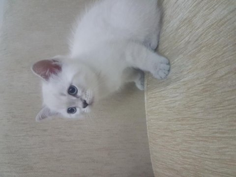British shorthair 2 aylık erkek