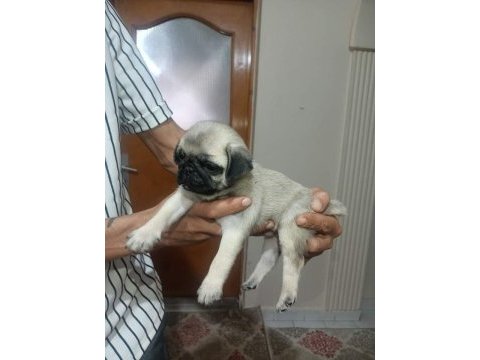 Muhteşem pug bebeklerimiz