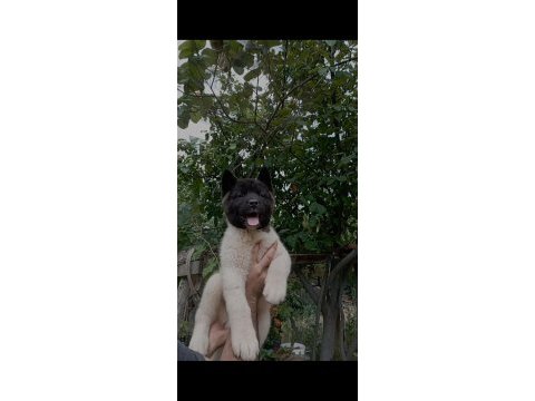 Amerikan akita erkek yavru