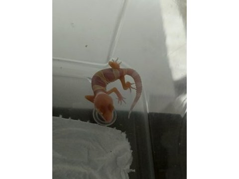 Yavru leopar gecko