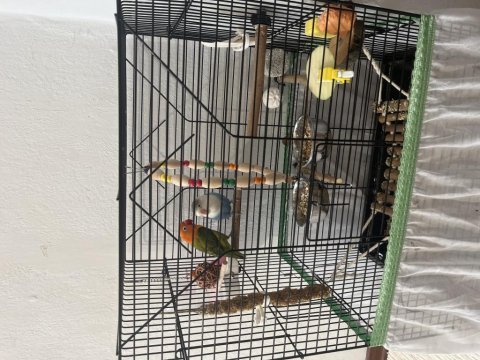 Erkek ve dişi yavru cennet papağanı