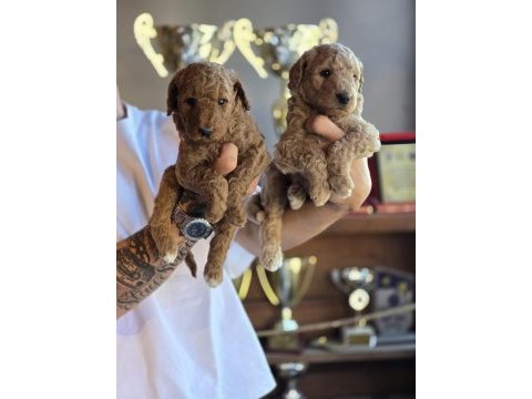 Safkan dev poodle üst düzey soydan özel seri burkemden