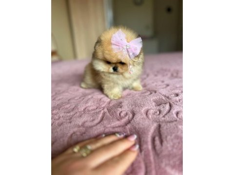 Show class mühteşem pomeranian boo yavrular