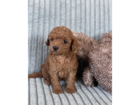 Eşsiz güzellikte toy poodle yavrumuz