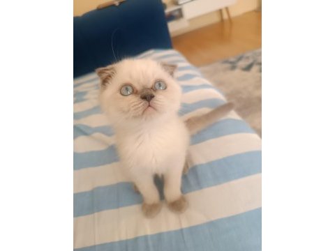 Scottish fold blue point 2 aylık dişi
