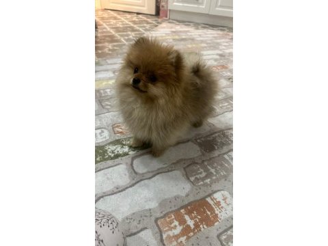 5 aylık aşıları tam dişi pomeranian