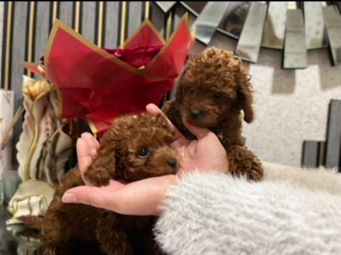 Teacup toy poodle yüzde yüz ırk ve sağlık garantili