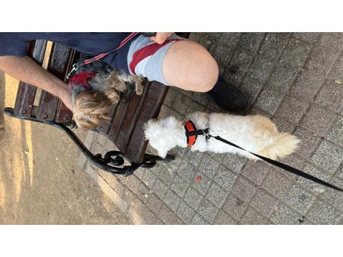 Ücretsiz sahiplendirme maltese