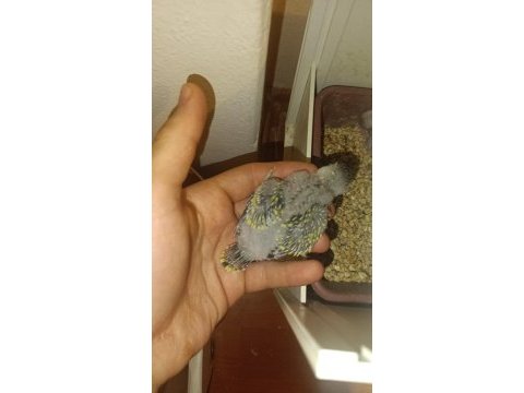 Damızlık ve yavru muhabbet kuşlar
