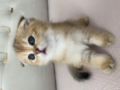 Muhteşem renk de black golden scottish fold