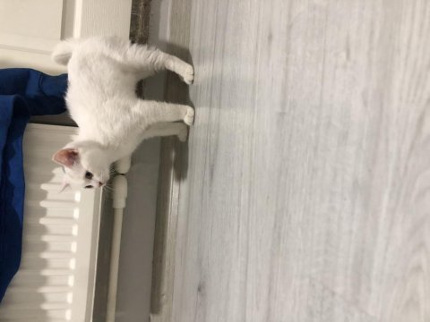 Yavru british shorthair kedimizi sahiplendiriyoruz