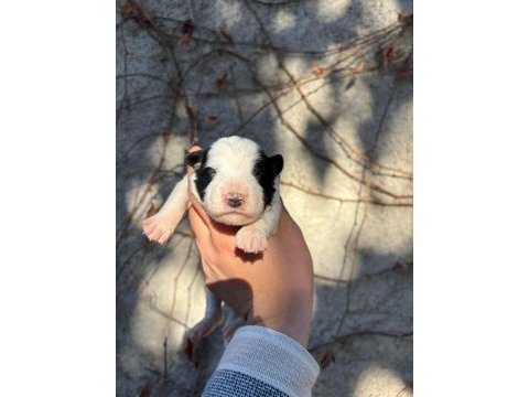 29 ekim doğumlu border collie yavrular