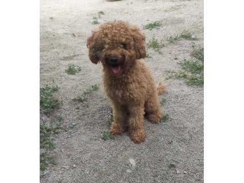 1.5 yaşında dişi minyatür poodle doğum tecrübeli