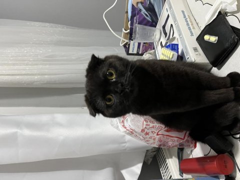 Scottish fold kızımıza ev arıyoruz