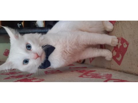 Çiftleştirmek kedimiz için