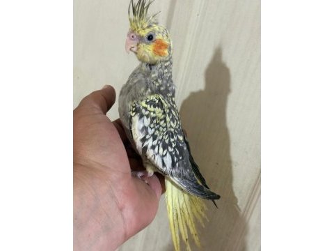 52 günlük ful evcil kusursuz bebek sultan