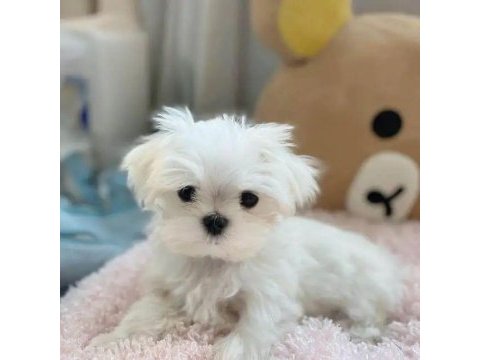 Kar beyaz sevimli yavrular maltese terrier