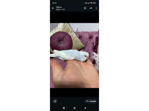 Evde baktığım muhabbet kuşları