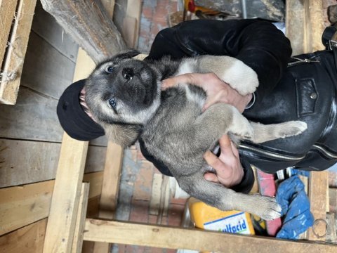 Kaliteli kangal yavrularımız gönderim yapıyoruz