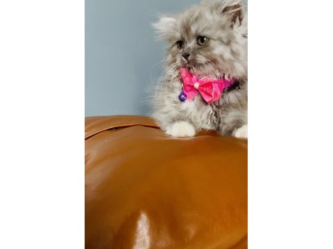 British longhair 2 aylık
