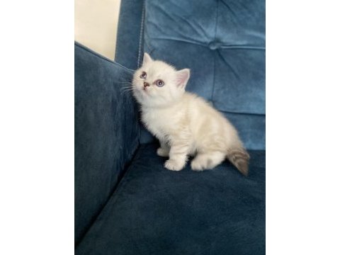 Şeker gibi british shorthair yavru