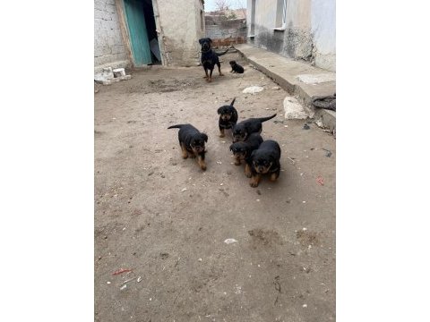 Son 3 erkek koca kafa rottweiler yavrular