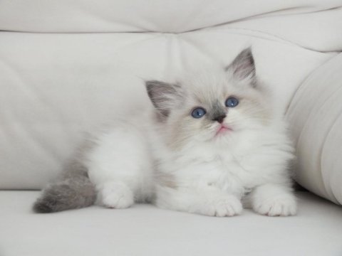 Full şecereli ragdoll yavruları