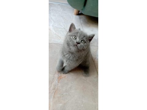 Top kafa ayıcık surat british shorthair