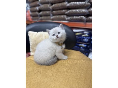 Lynx point erkek british shorthair