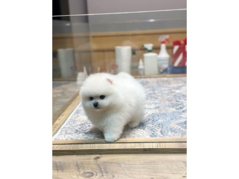 Orjinal ayı surat pomeranian boo oğlumuz rolex