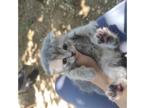 Scottish fold yavru