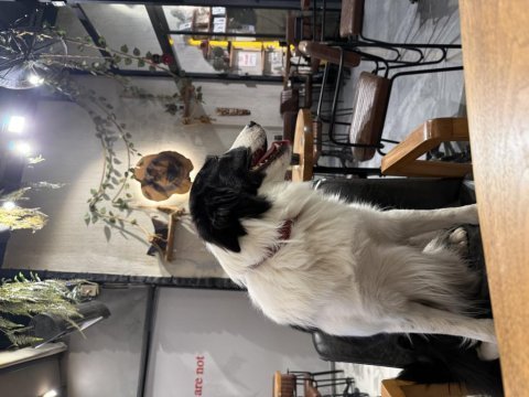 Sks si mevcut %100 şecereli şampiyon bc karbon köpeğimiz