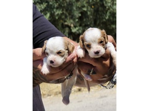 Cavalier king charles yavruları