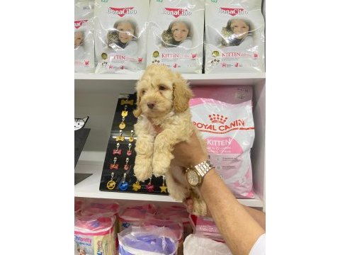 Irk ve sağlık garanti orjinal maltipoo bebeğimiz